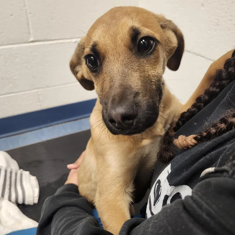 A baby medium-sized male Mixed Breed dog named Rolo for adoption in Pittsburgh, PA