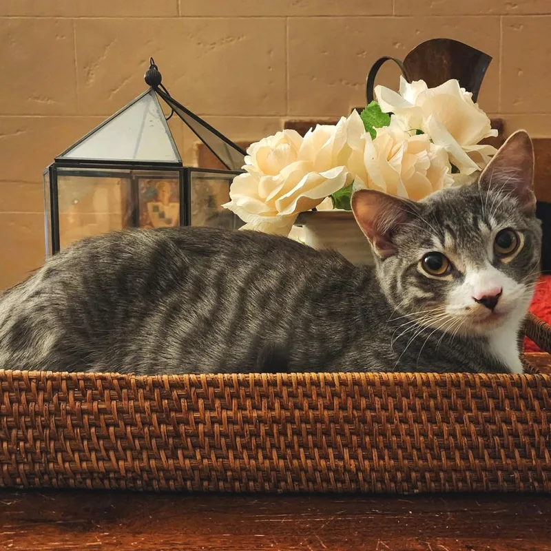 Camembert thumbnail 2