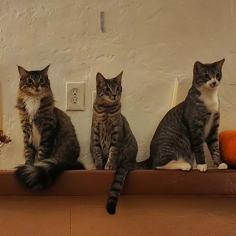 Camembert thumbnail 3