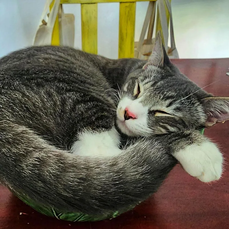 Camembert thumbnail 4