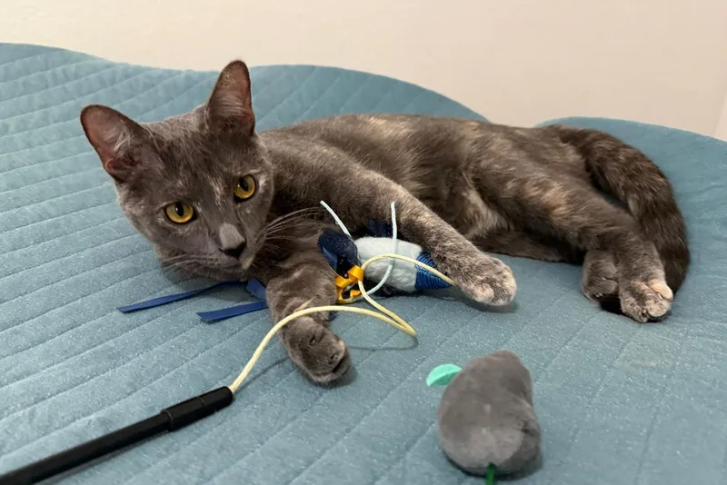 A young medium-sized female Domestic Short Hair cat named Morticia Bush for adoption in Chandler, AZ