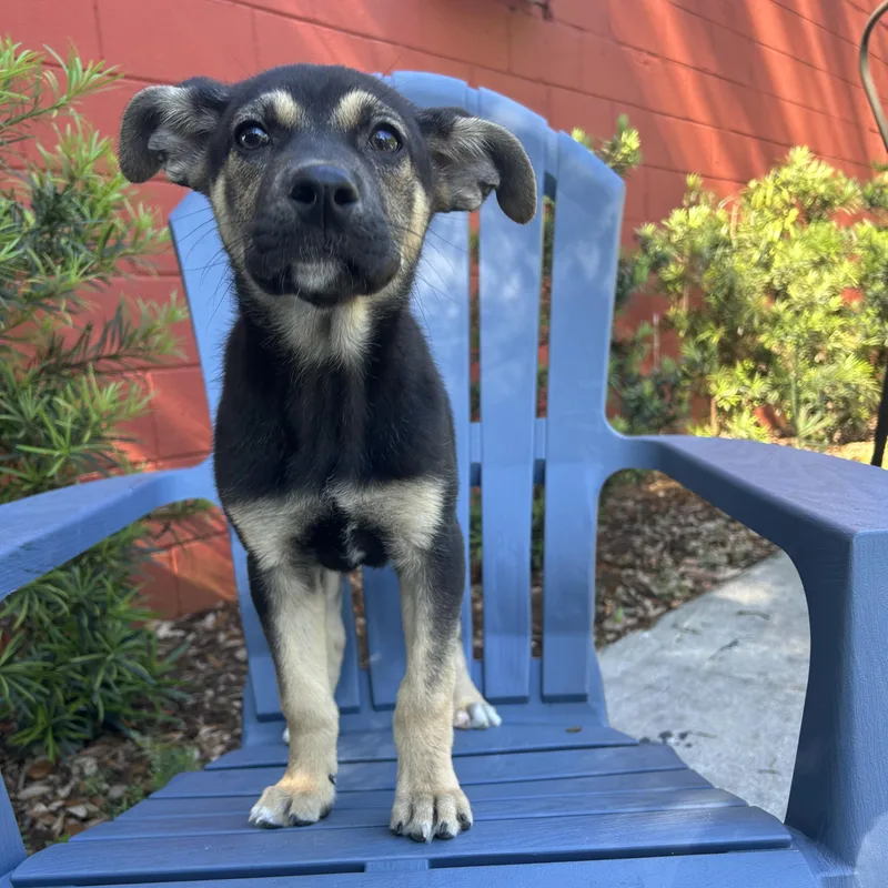 A baby medium-sized female Black German Shepherd Dog dog named Emory for adoption in Pensacola, FL