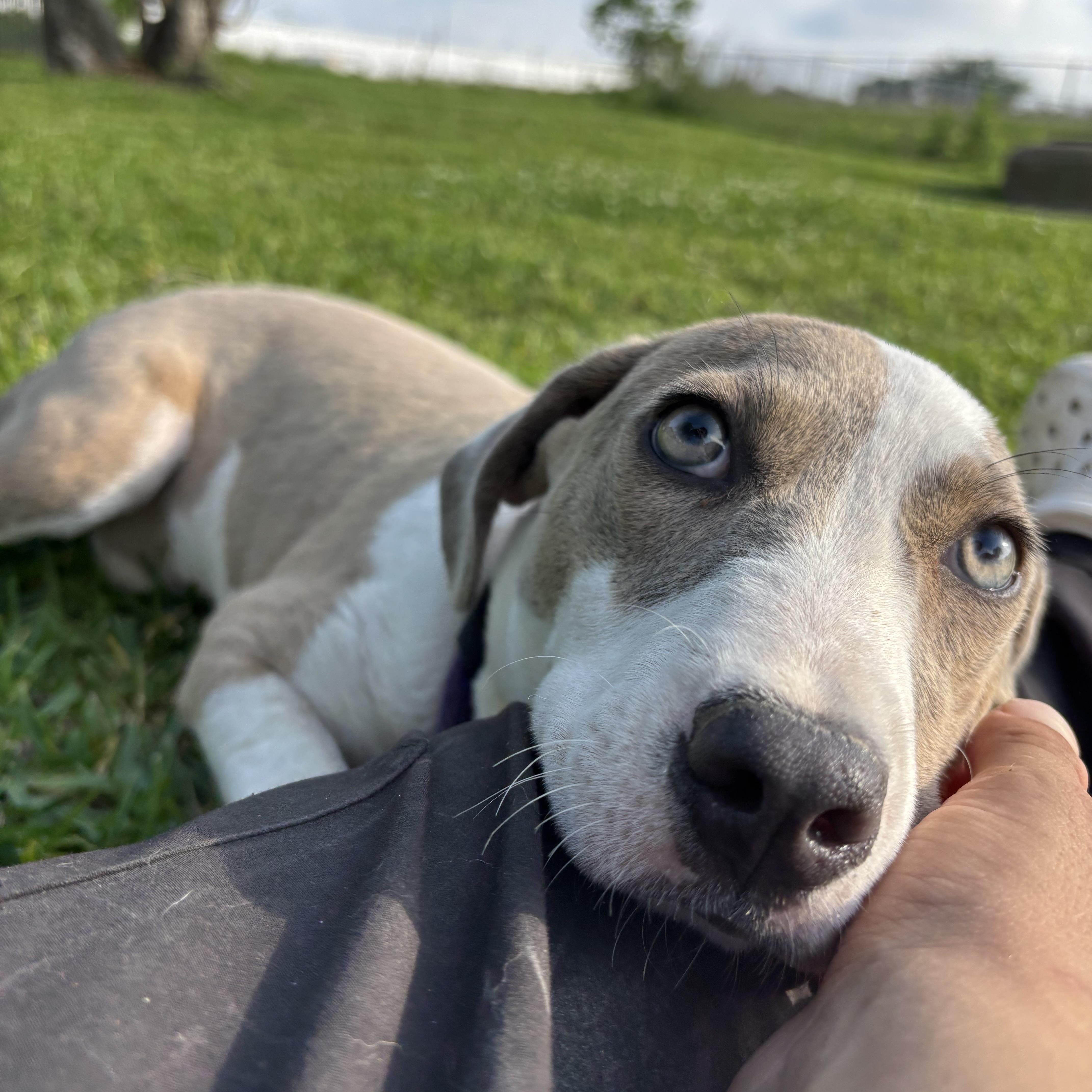 A baby medium-sized female Apricot / Beige Labrador Retriever dog named Honey for adoption in Pearland, TX