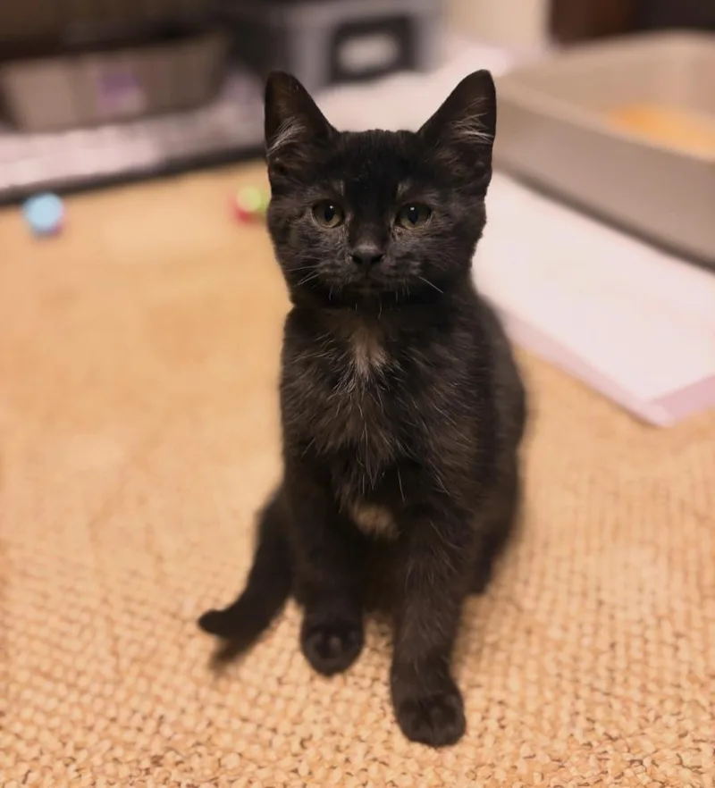 A baby medium-sized female Black Domestic Short Hair cat named Tootsie Roll for adoption in Austintown, OH