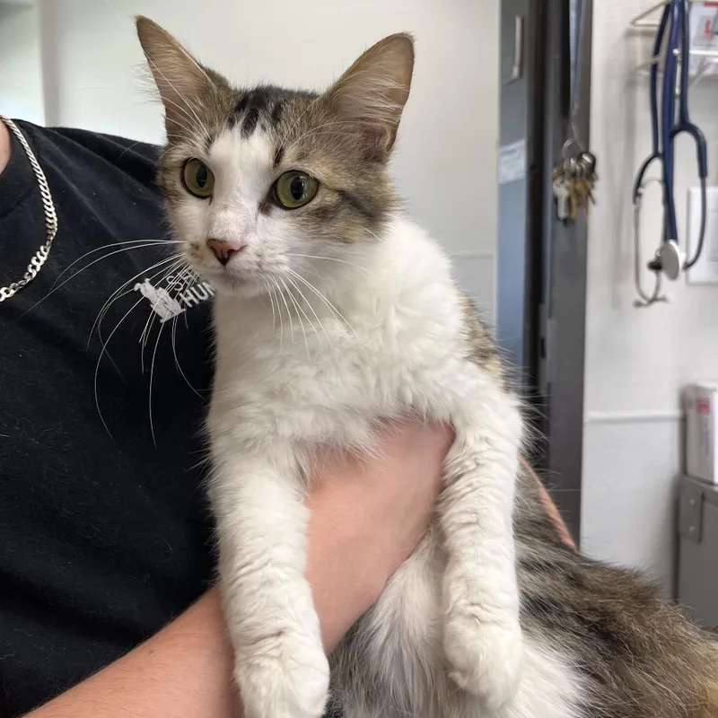 A young medium-sized female White Domestic Medium Hair cat named Shoney for adoption in Columbiana, AL