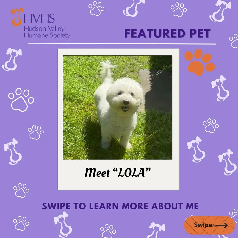 An adult medium-sized female White / Cream Bichon Frise dog named Lola for adoption in Pomona, NY