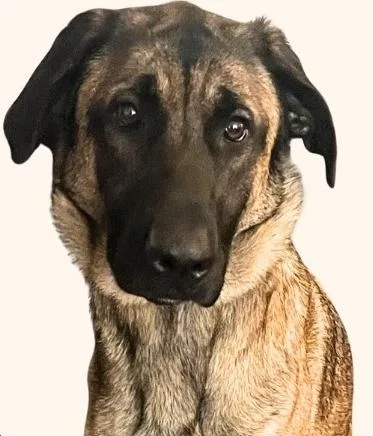 Fallon