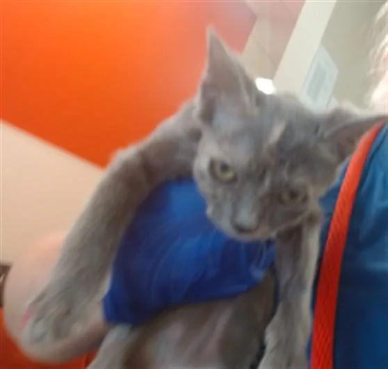 A baby small-sized female Domestic Short Hair cat named A for adoption in Louisville, KY