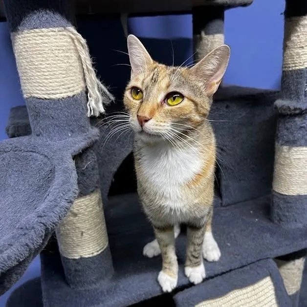 An adult medium-sized female Domestic Short Hair cat named Rimmel for adoption in Flint, TX