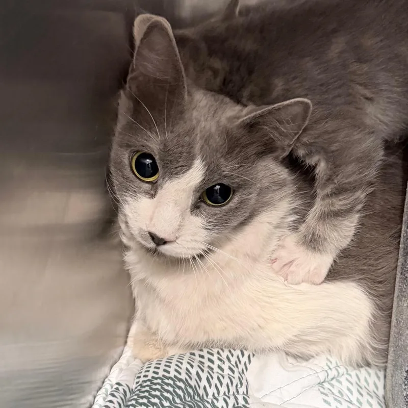A baby small-sized female Gray / Blue / Silver Domestic Medium Hair cat named Momma Cat for adoption in Henderson, NV