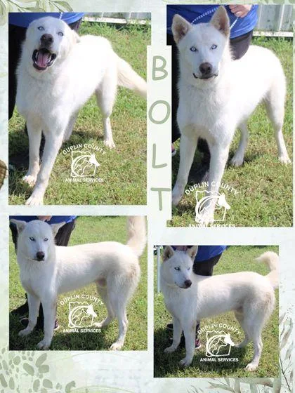 Bolt thumbnail 2