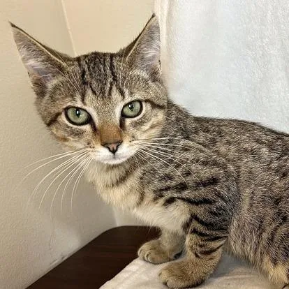 A baby small-sized male Brown / Chocolate Domestic Short Hair cat named Aquarius for adoption in Johnson City, TN