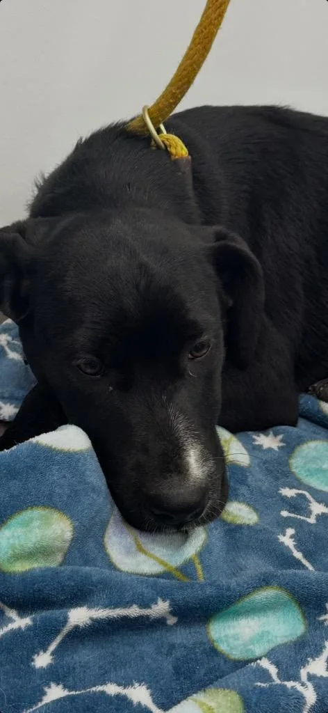 A baby medium-sized female Retriever dog named Cupcake for adoption in Cambridge, MD