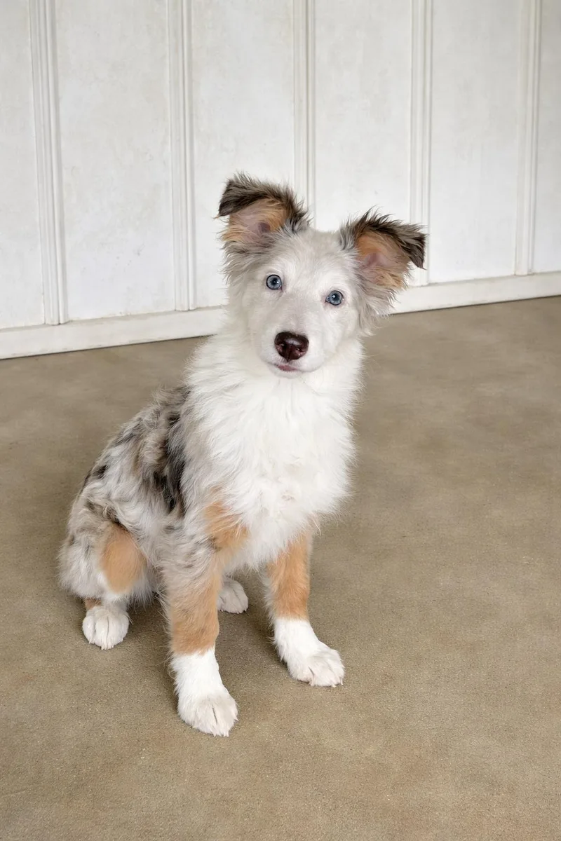 A young small-sized female White / Cream Australian Shepherd dog named Piper for adoption in Lacon, IL