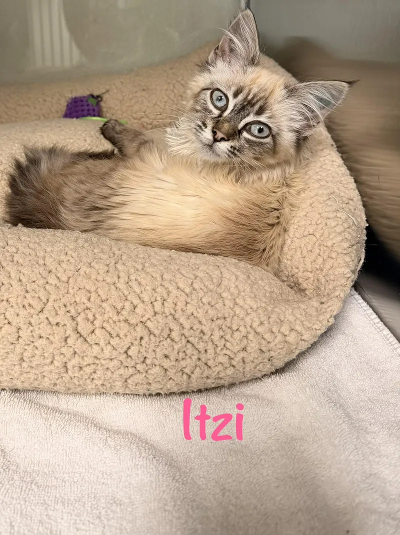 A baby medium-sized female Siamese cat named Itzi for adoption in Crescent City, CA