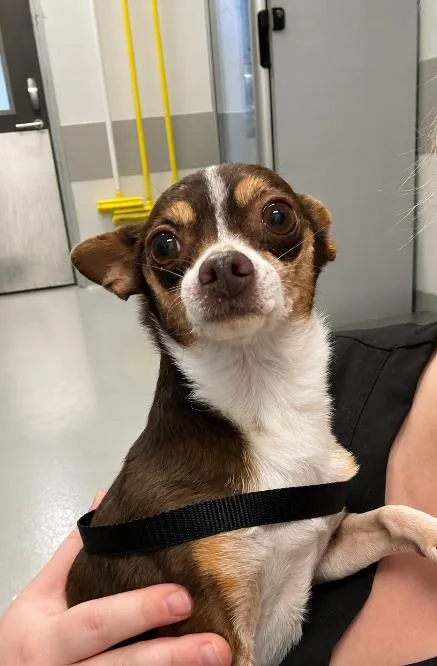 A senior small-sized male Chihuahua dog named Argos in TX for adoption in Cranston, RI