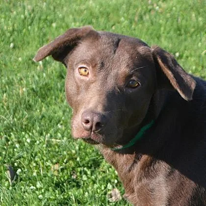 An adult large-sized female Labrador Retriever dog named Blanche for adoption in Elk Grove Village, IL