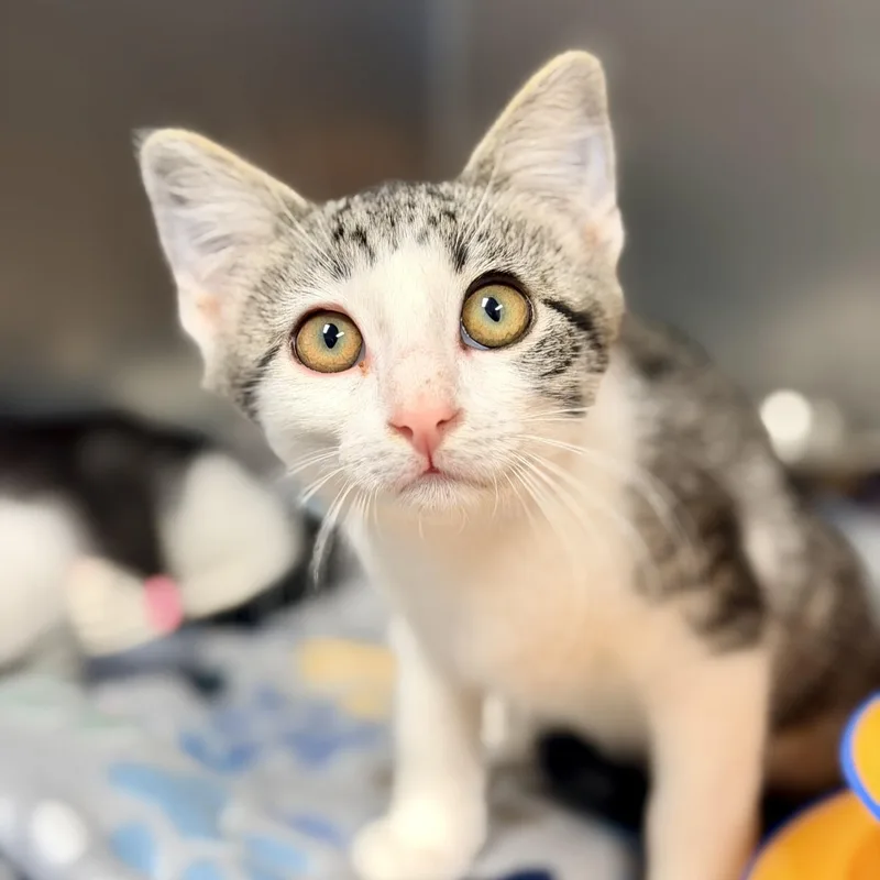 A baby medium-sized male Tabby (Brown / Chocolate) Domestic Short Hair cat named Khan for adoption in Manahawkin, NJ