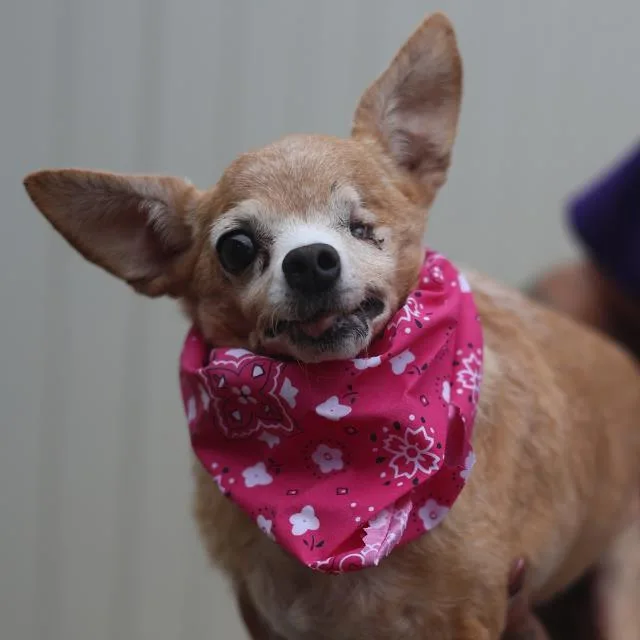 A young small-sized female Chihuahua dog named A for adoption in San Antonio, TX