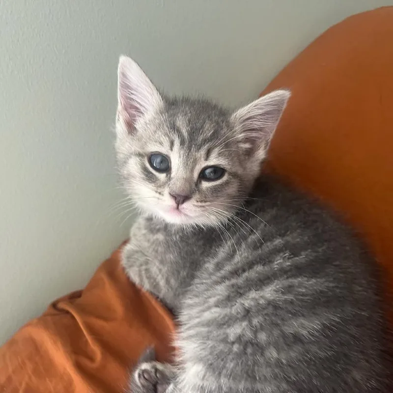 A baby small-sized female Gray / Blue / Silver Domestic Medium Hair cat named Pay It Forward for adoption in Fredericksburg, VA