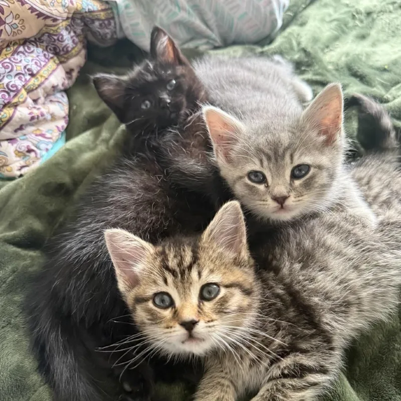 Pay It Forward thumbnail 5