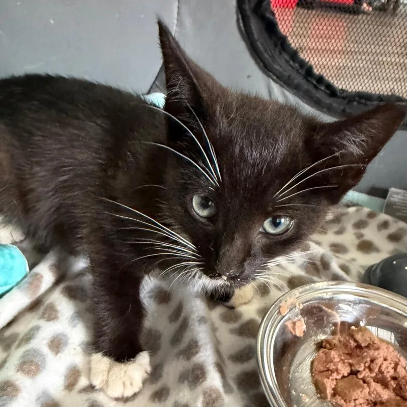 A baby small-sized female Black Domestic Short Hair cat named Elyse for adoption in Marion, VA