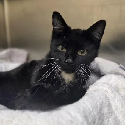A young medium-sized female Domestic Short Hair cat named Lady Gaga for adoption in Westland, MI