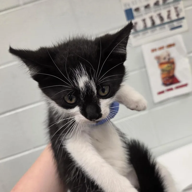 A baby small-sized female Black Domestic Short Hair cat named Spot for adoption in Chattanooga, TN