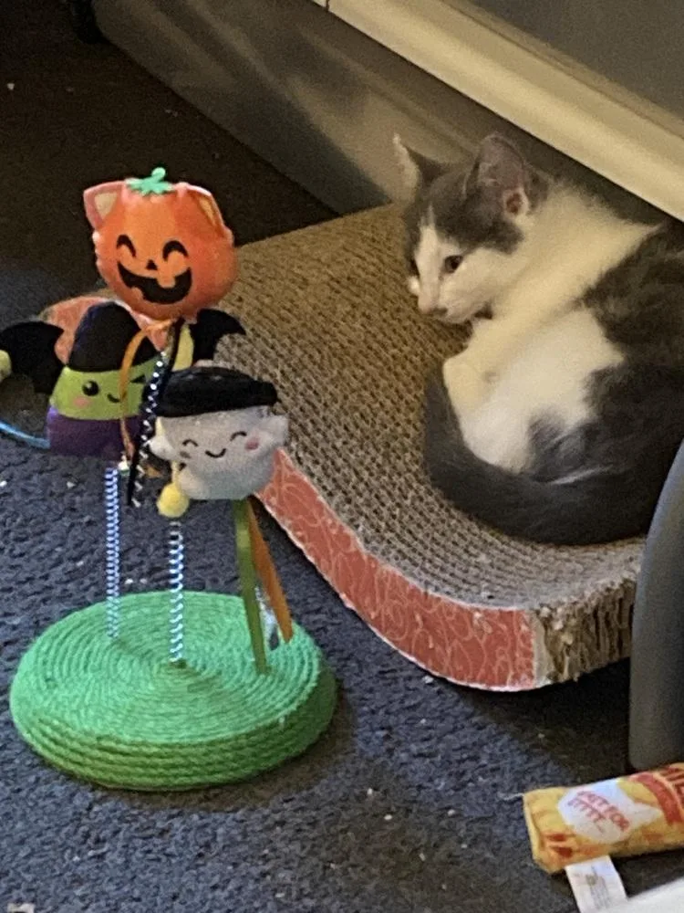 A baby small-sized female Gray & White Domestic Short Hair cat named Erica for adoption in Duxbury, MA