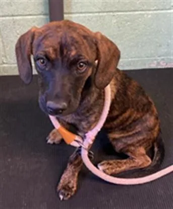 A baby small-sized female Hound dog named Baxter for adoption in Sacramento, CA