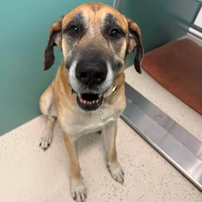 A senior extra large-sized male Yellow / Tan / Blond / Fawn Mixed Breed dog named Pony for adoption in Salt Lake City, UT