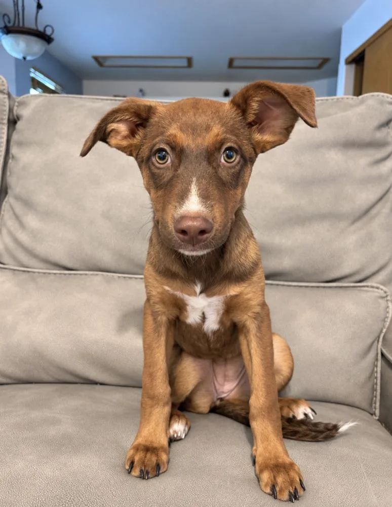A baby medium-sized female Shepherd dog named Mira for adoption in Boulder, CO