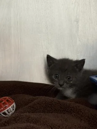 A baby small-sized female Domestic Short Hair cat named Pawlicious for adoption in Fishers, IN