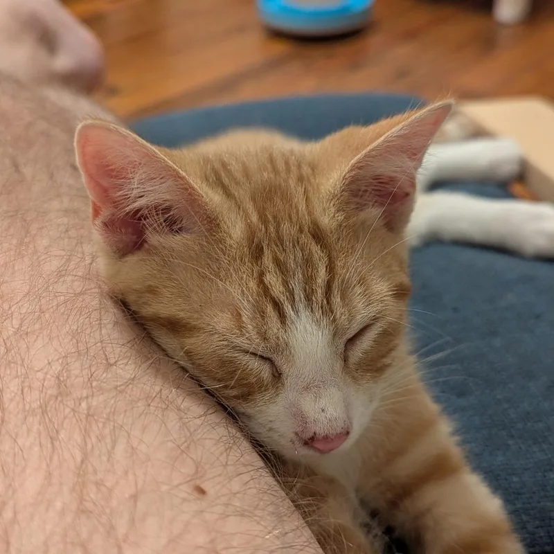 A baby medium-sized male Domestic Short Hair cat named John Lennon for adoption in St. Louis, MO