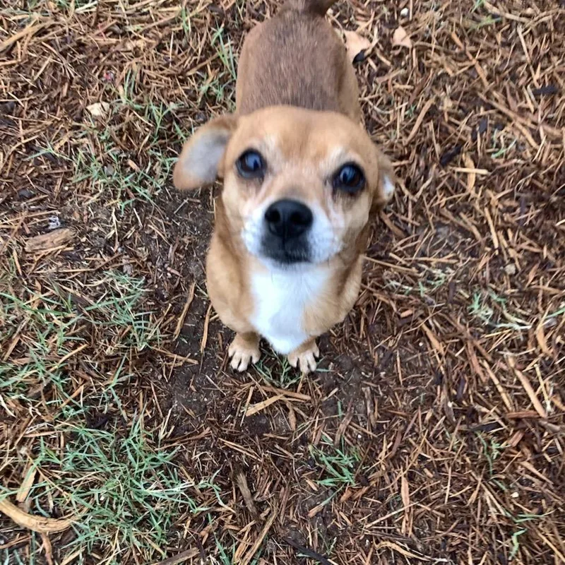 Littlefoot thumbnail 2