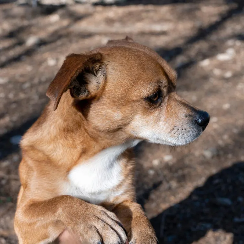 Littlefoot thumbnail 4