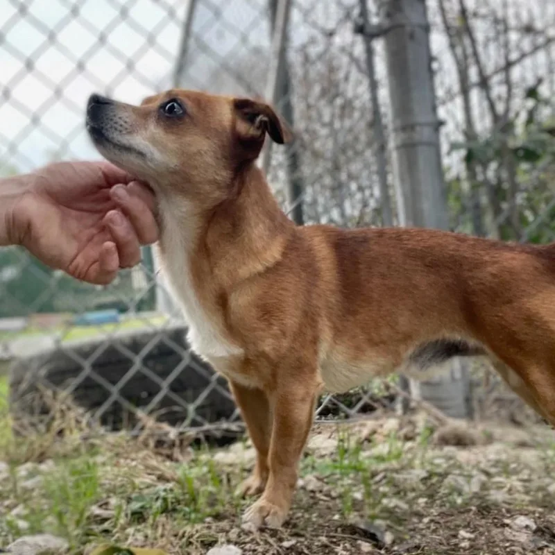 Littlefoot thumbnail 5