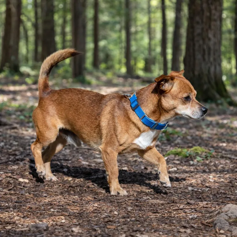 Littlefoot thumbnail 6