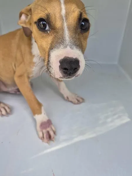A baby small-sized male Pit Bull Terrier dog named Pen Bobo for adoption in Lawrenceville, GA