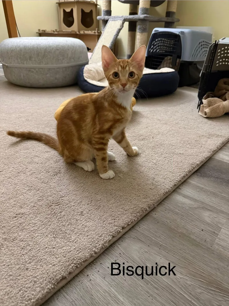 A baby medium-sized male Tabby (Orange / Red) Domestic Short Hair cat named Bisquick for adoption in Crystal Lake, IL