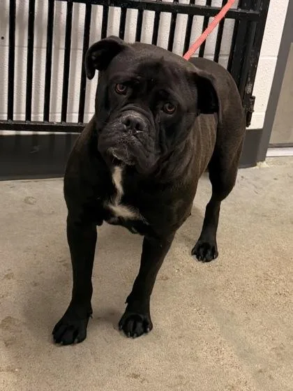 A young large-sized female Black Bulldog dog named Marina for adoption in Cleveland, OH