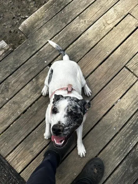 A young medium-sized female Catahoula Leopard Dog dog named Pepper Pup for adoption in Bloomington, IN