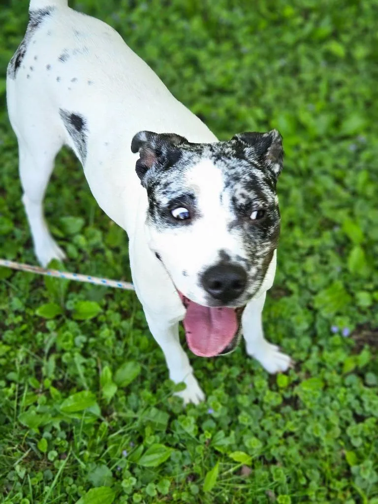 Pepper Pup thumbnail 2
