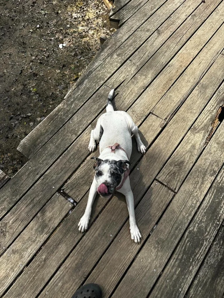 Pepper Pup thumbnail 3