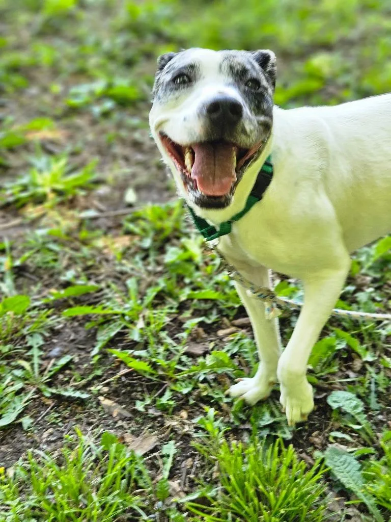 Pepper Pup thumbnail 4