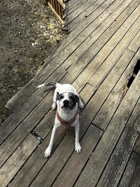 Pepper Pup thumbnail 5