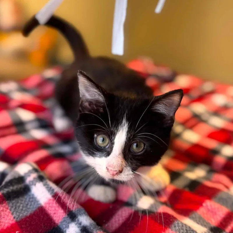 Baked Purrtato thumbnail 5