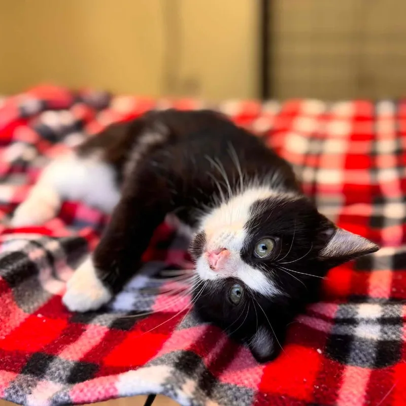 Baked Purrtato thumbnail 6