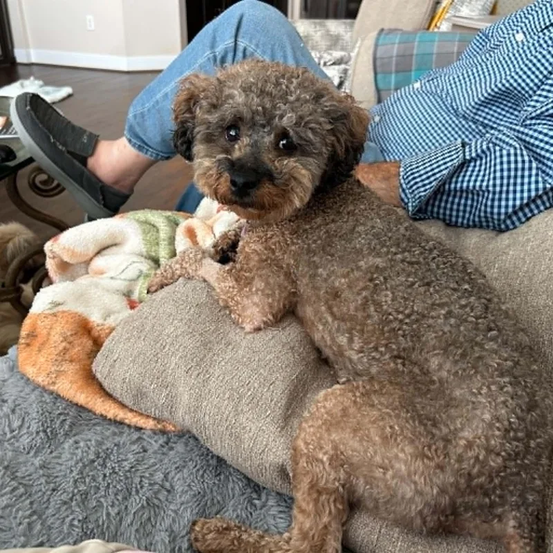 An adult small-sized male Gray / Blue / Silver Miniature Poodle dog named Winston for adoption in Marion, TX
