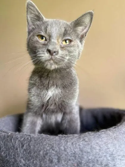 An adult small-sized female Domestic Short Hair cat named Princess Peach for adoption in Berwick, PA